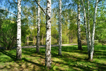 Картинка природа деревья берёзы