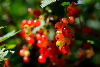 Картинка природа Ягоды смородина