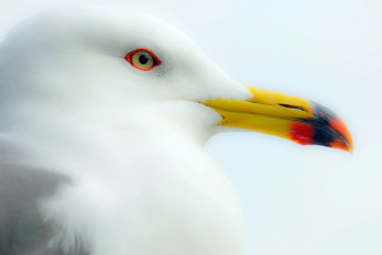 Картинка животные Чайки +бакланы +крачки белая чайка