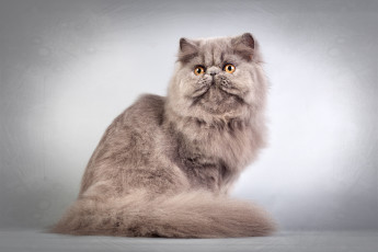 Картинка животные коты пушистый