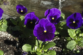 Картинка цветы анютины+глазки+ садовые+фиалки фиолетовый