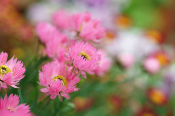 обоя цветы, бессмертник, розовые, цветочки