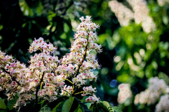 Картинка цветы цветущие+деревья+ +кустарники каштан