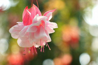 Картинка цветы фуксия листья розовая