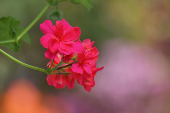 Картинка цветы герань розовая