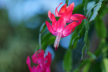 Картинка цветы кактусы листья розовый цветок