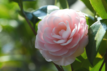 Картинка цветы камелии розовый