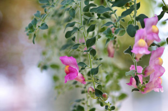 Картинка цветы львиный+зев розовые цветочки