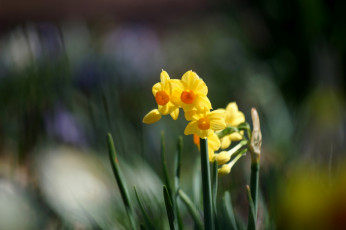 Картинка цветы нарциссы листья