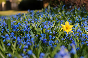 Картинка цветы разные+вместе нарцисс пролески