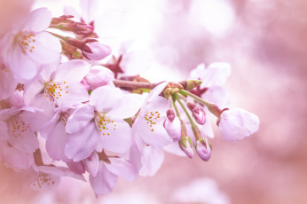 Картинка цветы сакура +вишня розовый