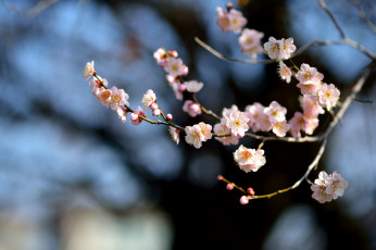 Картинка цветы сакура +вишня весна