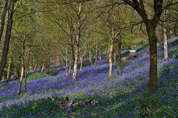 обоя природа, лес, трава, цветы, косогор