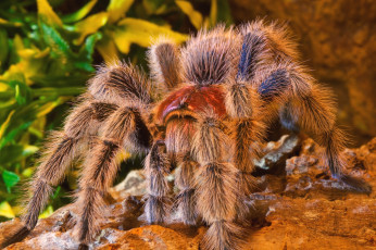 Картинка животные пауки