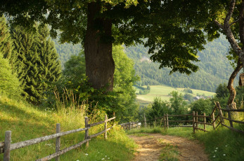 Картинка природа дороги дуб