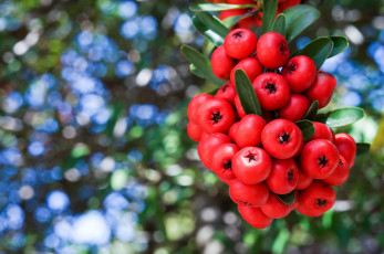 Картинка природа Ягоды +рябина ветка рябина