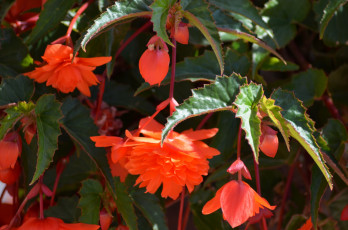 Картинка цветы бегония листья красные