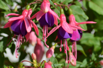 Картинка цветы фуксия листья фуксии