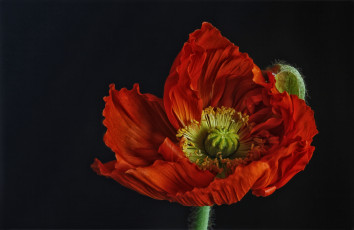 Картинка цветы маки исландский мак