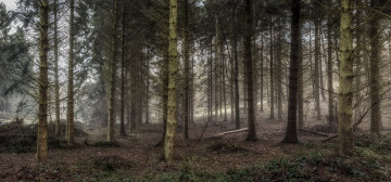 Картинка природа лес трава стролы сучья хвоя