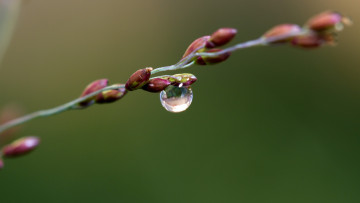 Картинка природа макро ветка весна почки капля вода