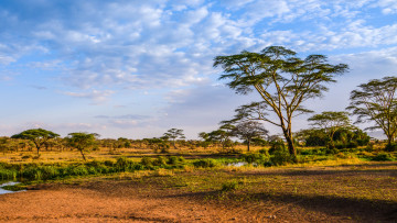 Картинка природа тропики деревья река саванна