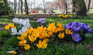 Картинка цветы крокусы лужайка