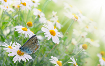 Картинка животные бабочки бабочка ромашки цветы