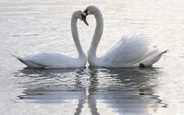 Картинка животные лебеди озеро