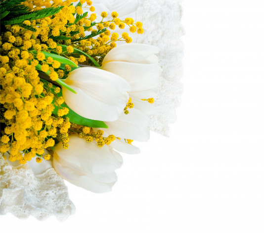 Обои картинки фото цветы, разные вместе, мимоза, белый, фон, тюльпаны