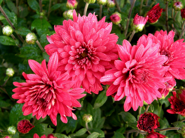 Обои картинки фото цветы, хризантемы, хризантема, розовая