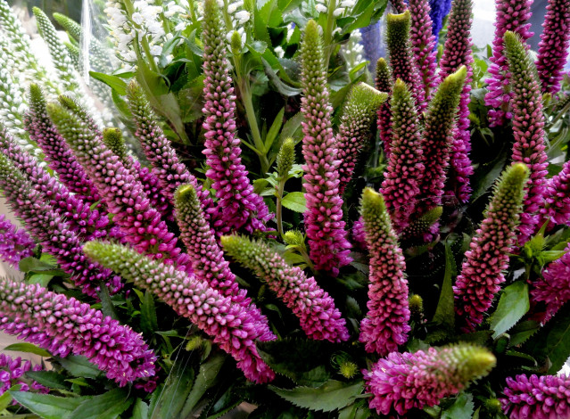 Обои картинки фото цветы, розово, зеленые