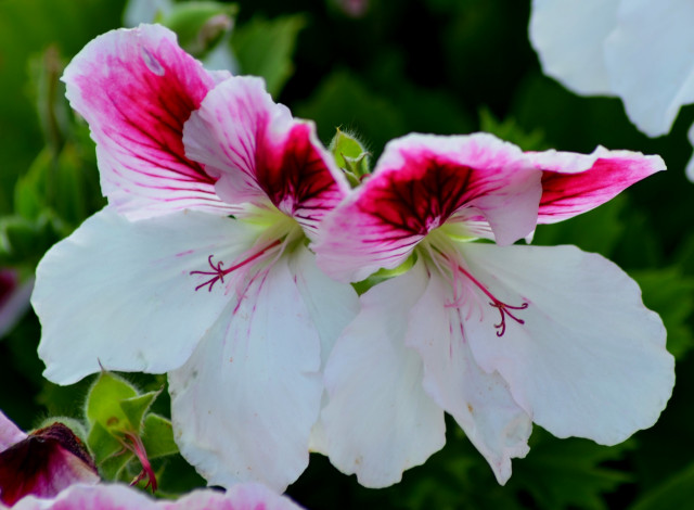 Обои картинки фото цветы, герань, листья, бело, розовая