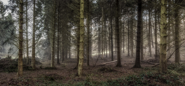 Обои картинки фото природа, лес, трава, стролы, сучья, хвоя