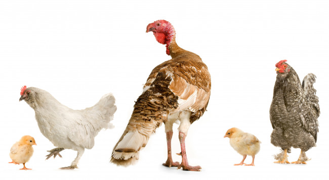 Обои картинки фото животные, птицы, индюк, куры