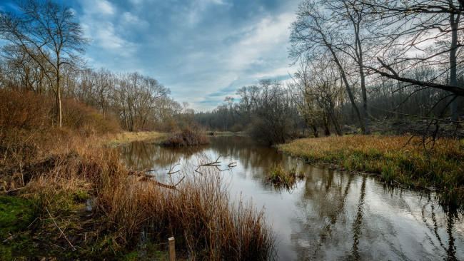 Обои картинки фото природа, реки, озера, трава, кустарник, река, лес