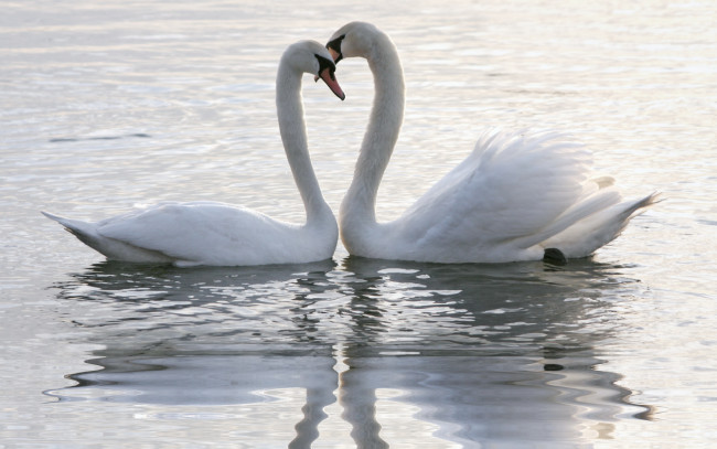 Обои картинки фото животные, лебеди, озеро