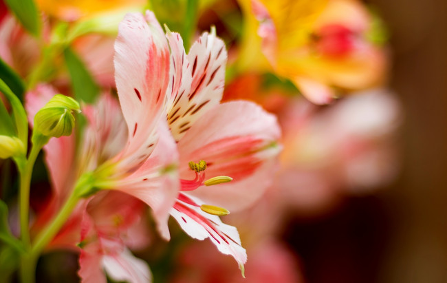 Обои картинки фото цветы, альстромерия, листья, розовая