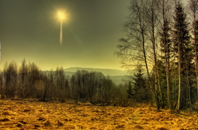 Обои картинки фото природа, восходы, закаты, лес, солнце, трава, поле