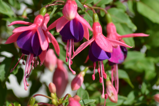 Обои картинки фото цветы, фуксия, листья, фуксии