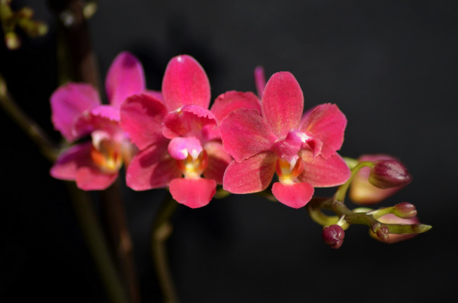 Обои картинки фото цветы, орхидеи, розовая, орхидея