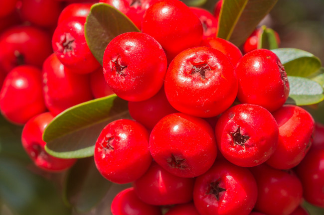 Обои картинки фото природа, Ягоды,  рябина, ветка, рябина
