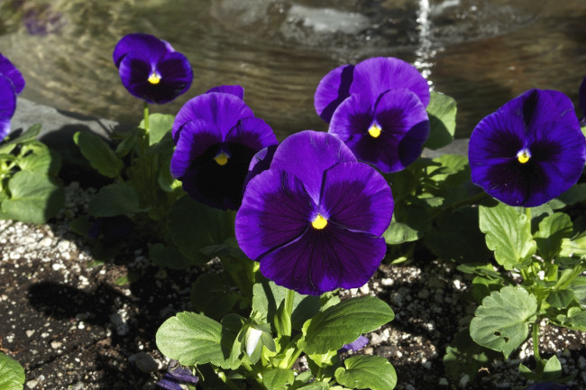 Обои картинки фото цветы, анютины глазки , садовые фиалки, фиолетовый