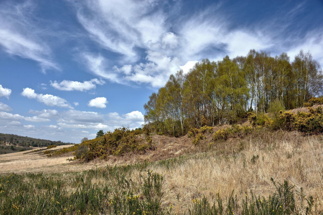 Обои картинки фото природа, деревья, поле, трава, пригорок, роща