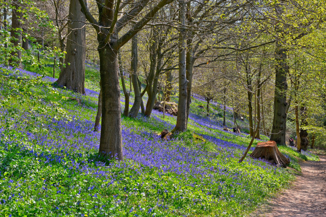 Обои картинки фото природа, лес, косогор, тропинка, цветы, трава