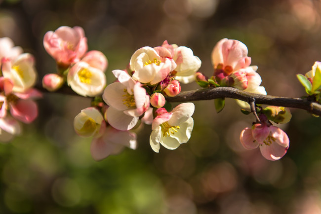 Обои картинки фото цветы, цветущие деревья ,  кустарники, ветки, дерево