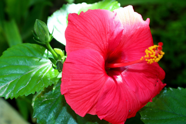 Обои картинки фото цветы, гибискусы, гибискус, цветок, листья