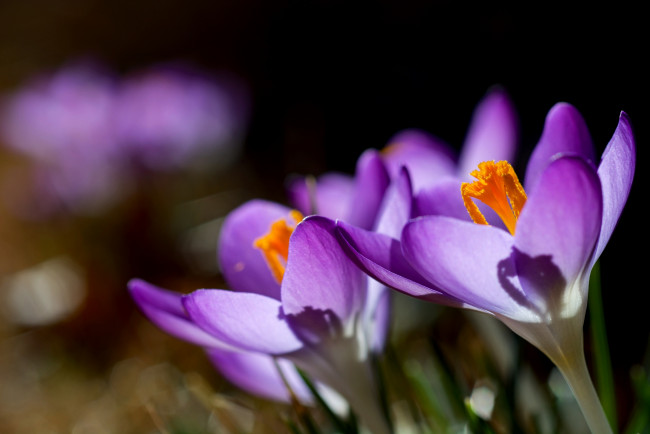 Обои картинки фото цветы, крокусы, листья, фиолетовые