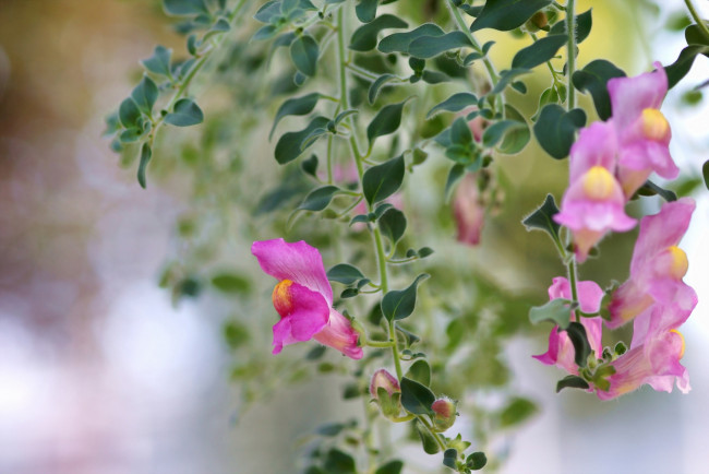 Обои картинки фото цветы, львиный зев, розовые, цветочки