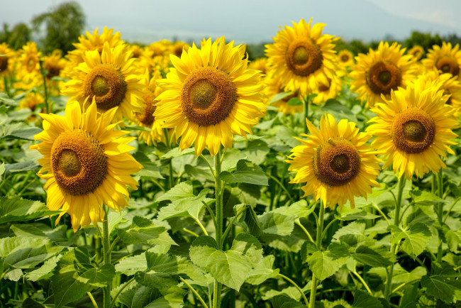 Обои картинки фото цветы, подсолнухи, желтый